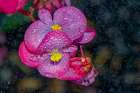 USA, Colorado, Fort Collins. Close-up of begonia flower. Art Print